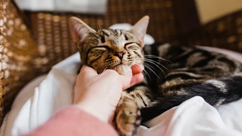 The Benefits of CBD Crunchy Treats for Your Cat