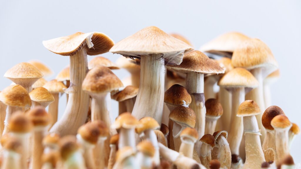 Magical munchies- Why magic mushroom gummies are taking over?