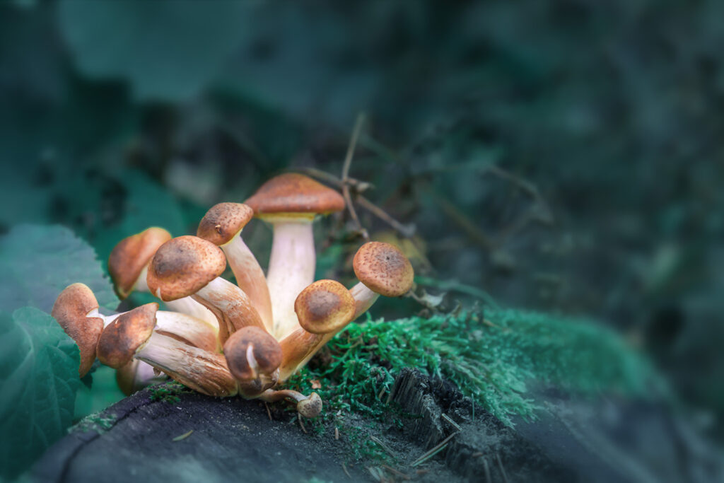 Role of magic mushrooms in mental healthcare