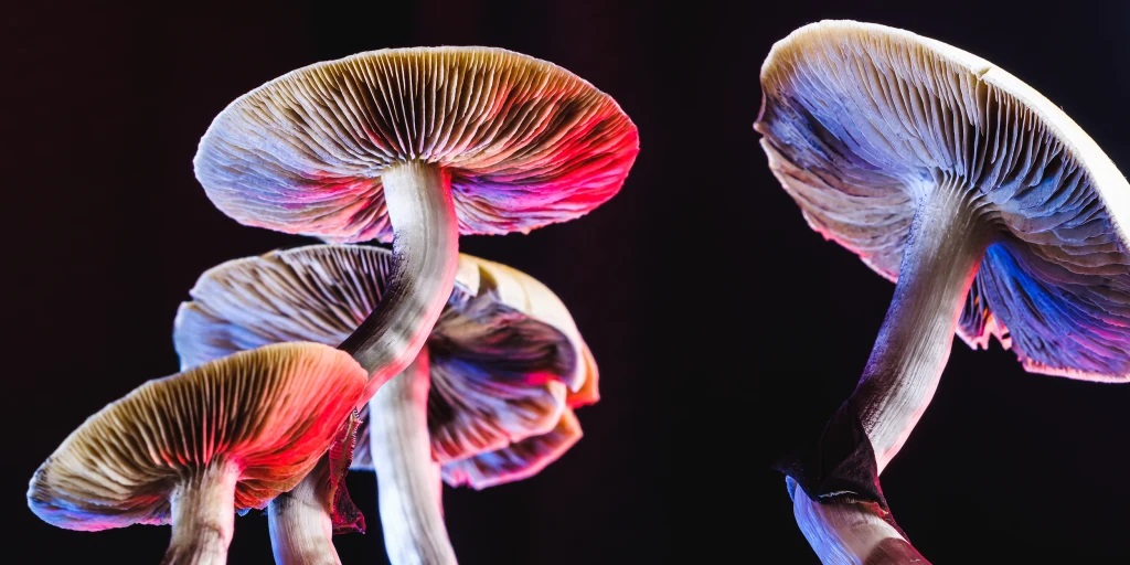 How to use magic mushroom gummies safely and effectively?